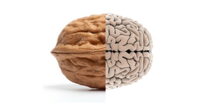 noz e cerebro