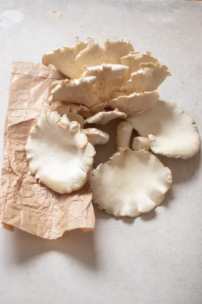 cogumelos pleutotus