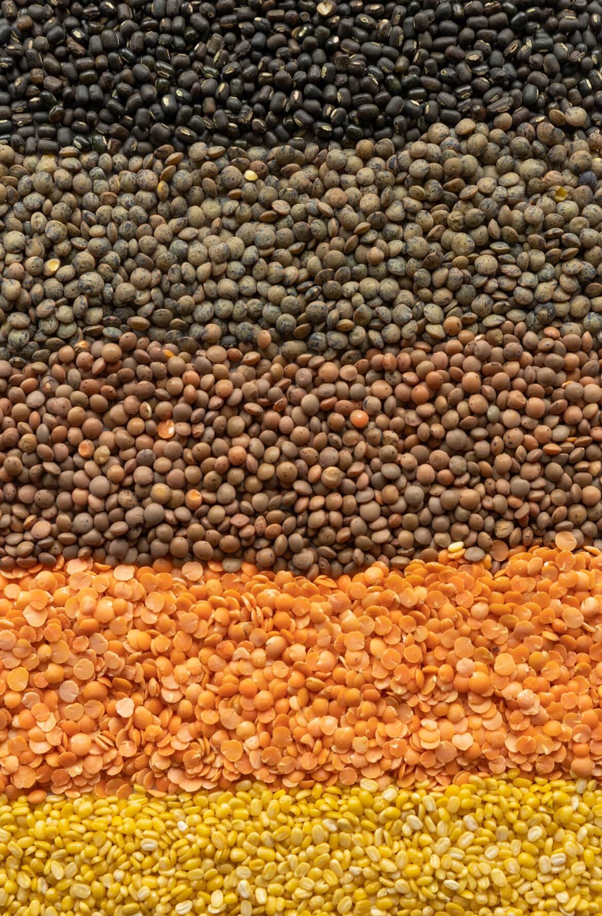 imagem com 5 variedades de lentilhas